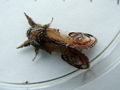 Pebble Prominent